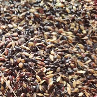 苏丹草籽/沙漠草籽鸟食草子芙蓉虎皮牡丹珍珠鸟文鸟泽增肥零食