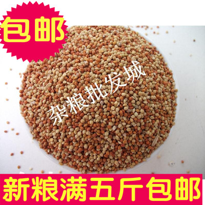 鹦鹉红黄谷子带壳小米500g杂粮