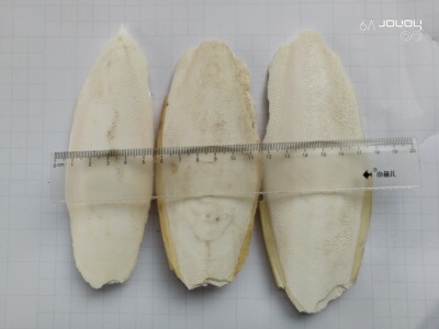 墨鱼骨乌贼骨鹦鹉补钙仓鼠磨牙