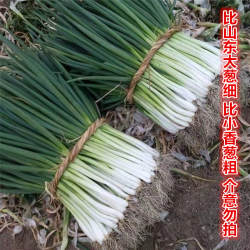 新鲜分葱现挖现发安徽分葱蘸酱炒菜适用非山东大葱小香葱新鲜蔬菜