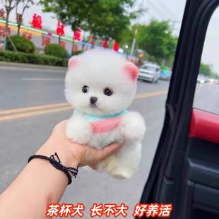 纯种俊介博美犬幼犬白色茶杯犬超小袖珍犬可爱长不大的宠物狗训练