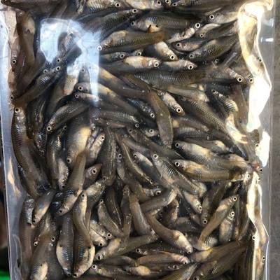 新鲜冰冻饲料鱼食蚊鱼鱼粮麦穗喂鱼虎鱼龙鱼喂龟粮角蛙虾中国其他