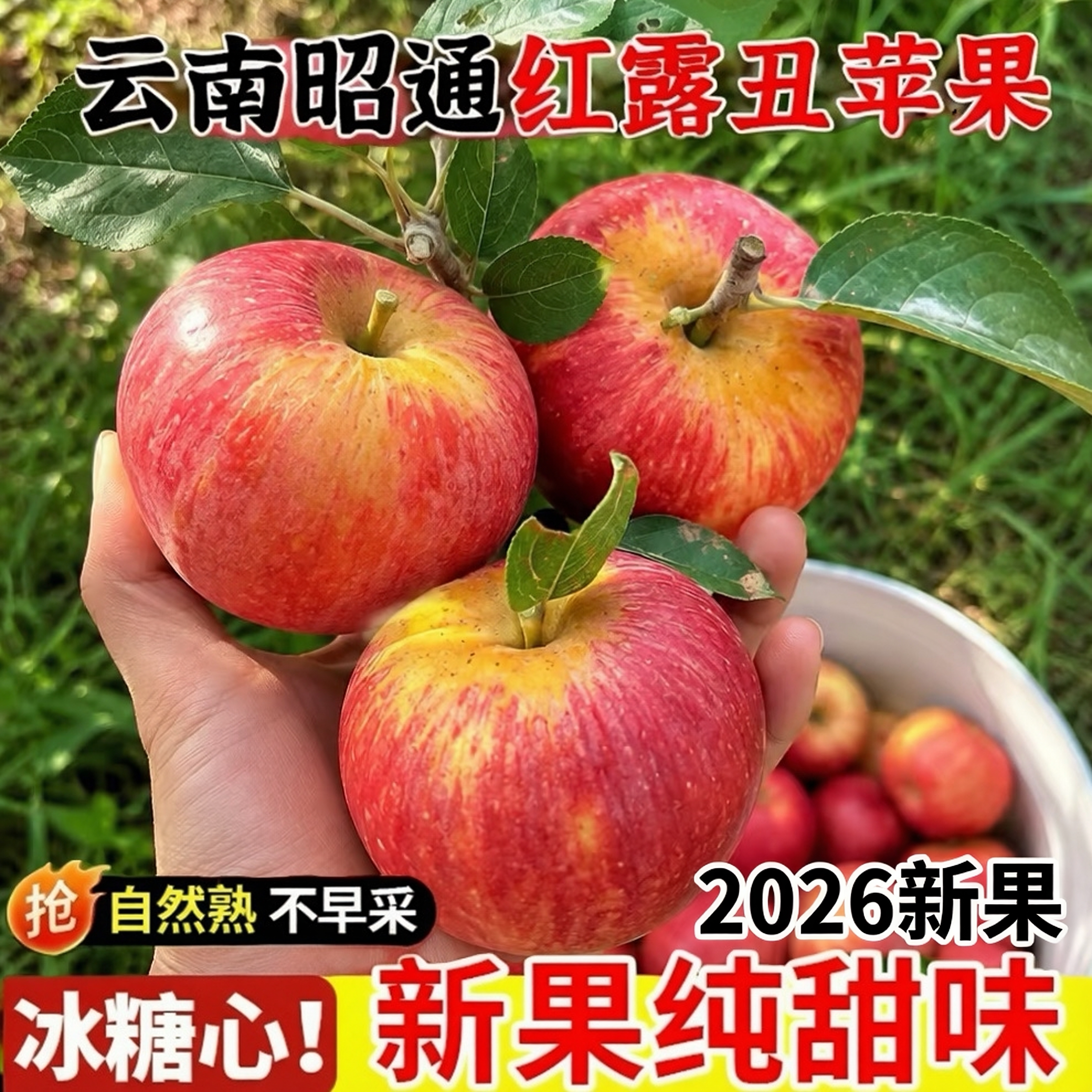 正宗云南昭通红露丑苹果冰糖心2苹果