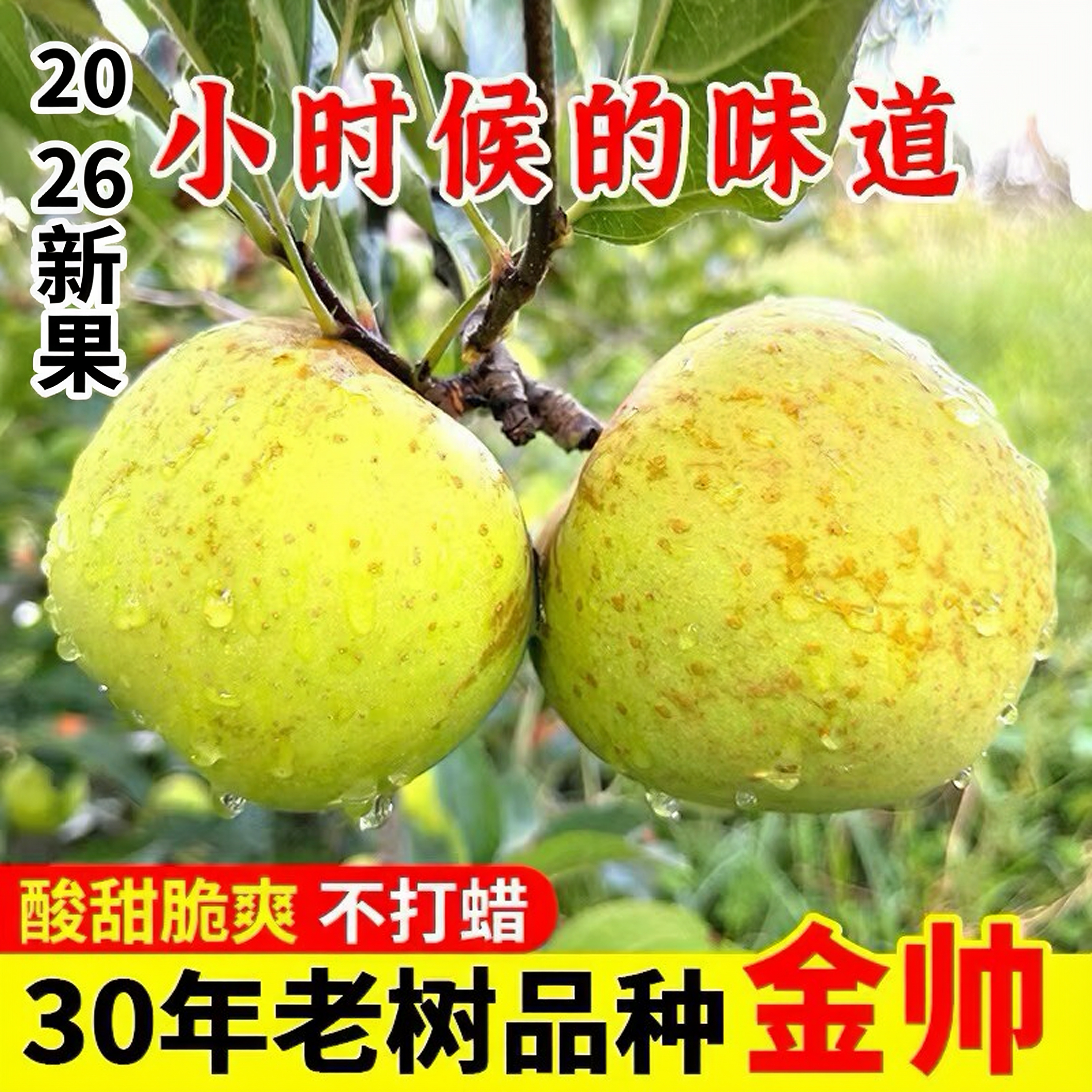 昭通老黄金帅青苹果水果酸甜