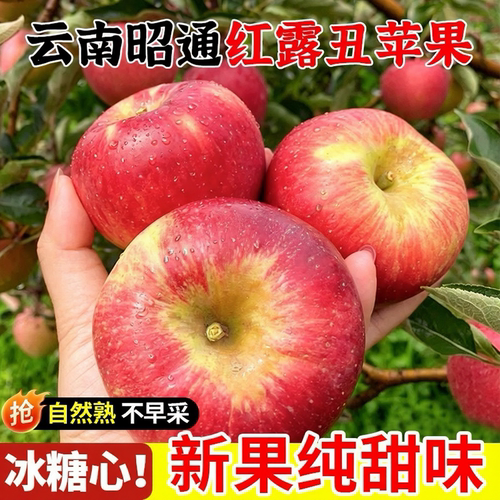 现摘云南昭通红露苹果2026年新果冰糖心丑萍果当季新鲜采摘脆纯甜