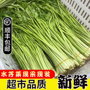 水芹菜湖北水芹菜洪湖特产原生态自然绿色蔬菜时令菜顺丰包邮