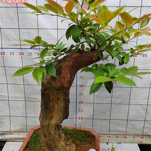 精品乌饭吊茄子小老桩树桩盆景熟桩水果树庭院室内防辐射阳台绿植