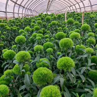 绿毛球绿巨人系列穴盘苗耐寒耐热多年生阳台庭院盆栽绿植满18包邮