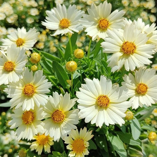 满18元包邮   金鸡菊小闹钟奶白色穴盘苗花多花期长花园阳台庭院