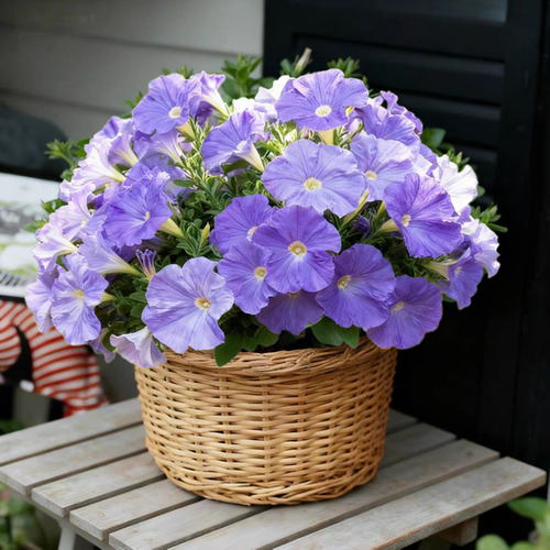 矮牵牛花苗易爆花满额包邮