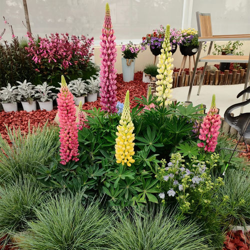 羽扇豆花苗穴盘苗耐寒盆栽植物