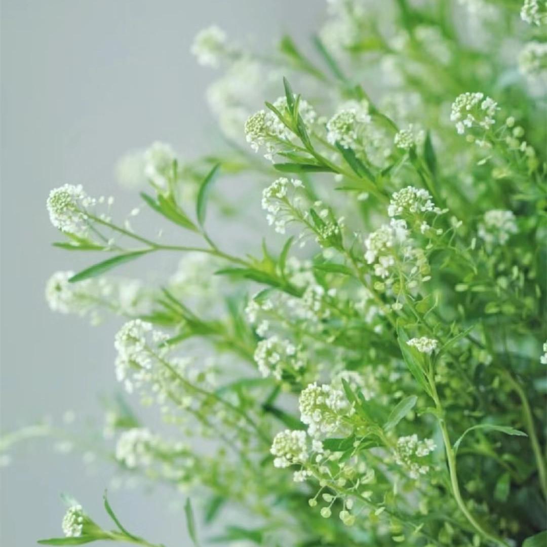 绿铃草花苗配叶压花植物组合