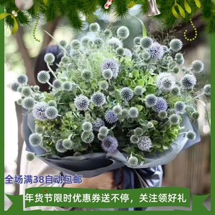 蓝刺头穴盘苗蓝星球夏花型多年生宿根花耐寒耐热阳台庭院满18包邮