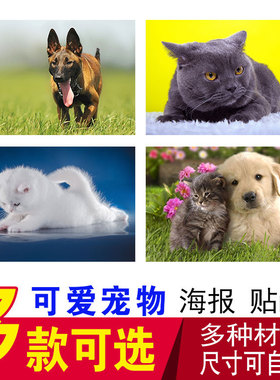 动物图片贴画海报