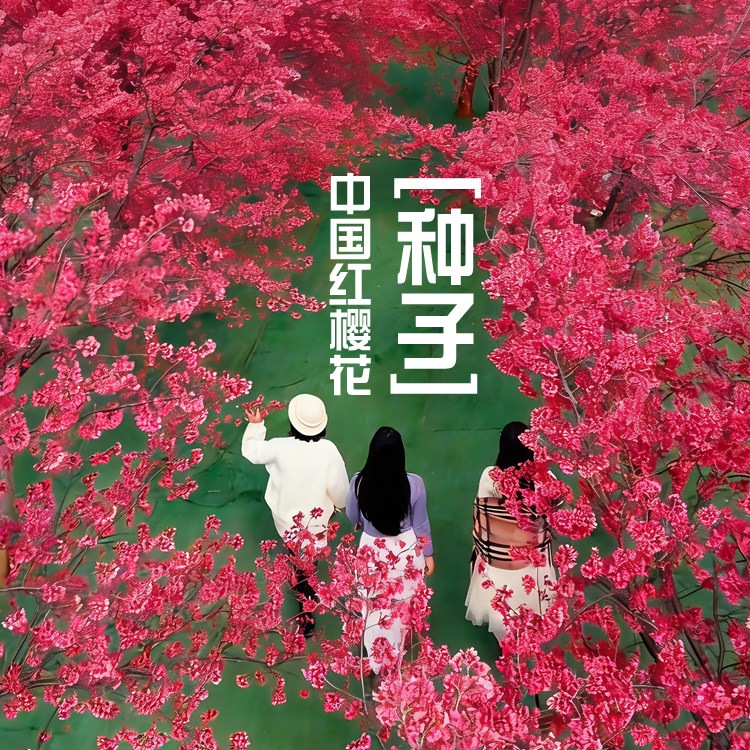 中国红樱花种子红色樱花钟樱花钟花樱桃福建山樱花绯寒樱基地直销