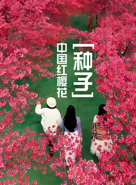 中国红樱花种子福建山樱花绯寒樱