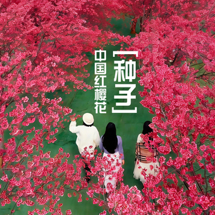 中国红樱花种子红色樱花钟樱花钟花樱桃福建山樱花绯寒樱基地直销