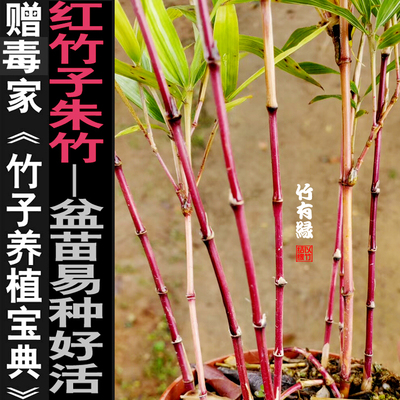红寒竹红运竹竹子漂亮庭院
