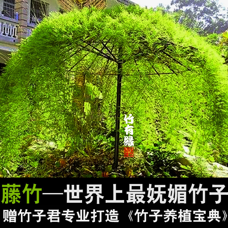 藤竹藤本竹爬藤竹匍匐镰竹室内绿植观赏竹子苗竹盆栽景竹基地直销