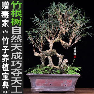 竹根树盆景竹子苗竹盆栽盆景竹室内绿植庭院阳台观赏竹基地直销