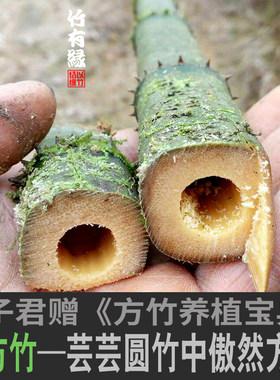 绿植四方形室内适合庭院盆栽竹苗