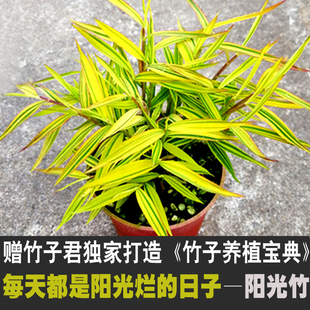 阳光竹黄金姬翠竹室内绿植迷你小竹子苗竹盆栽景竹基地直销可水培