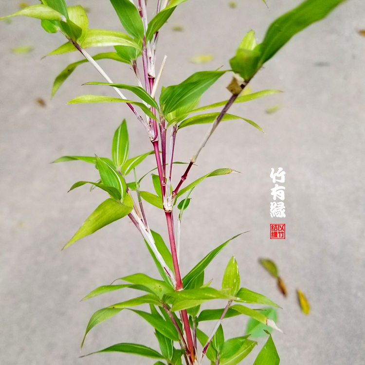 朱竹红竹红运竹红寒竹红色竹子苗庭院阳台室内绿植竹盆栽景观赏竹