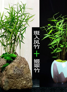 小竹子斑入风竹微型小竹子