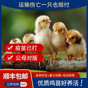 小鸡活苗小鸡仔活的五黑绿壳蛋鸡家养土鸡三黄鸡苗芦花鸡活苗宠物