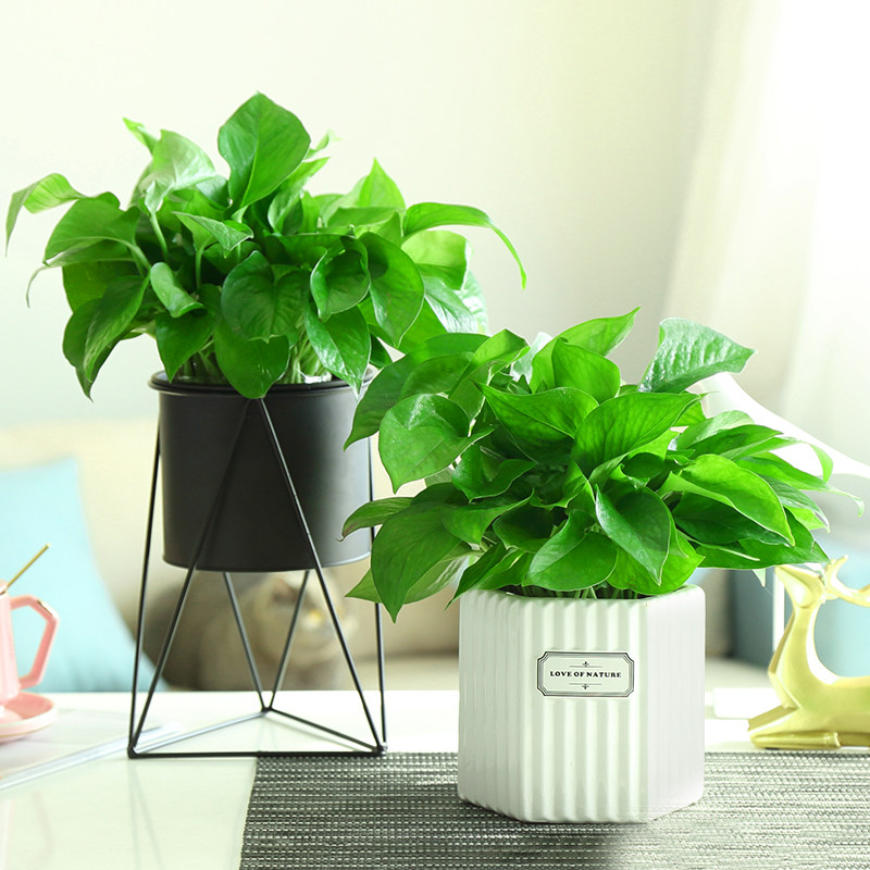 绿萝盆栽室内长藤垂吊花卉客厅吸除甲醛水培植物吊兰绿植大叶绿箩