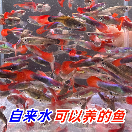 巴西红尾孔雀鱼热带鱼淡水鱼爱繁殖胎生鱼生鱼宝宝小型鱼练手鱼