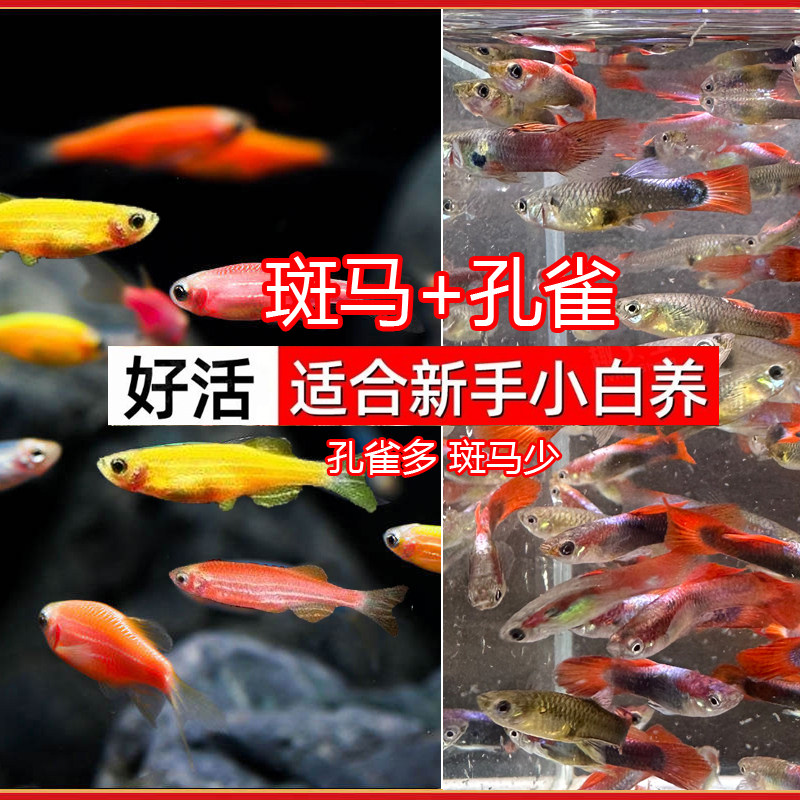 多彩斑马鱼+孔雀鱼组合 小型热带淡水鱼易活好养灯科鱼繁殖凤尾鱼