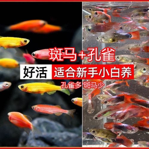 【30条】多彩斑马+孔雀鱼组合 小型热带鱼淡水鱼易活好养灯科鱼