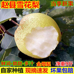 正宗赵县雪花梨新鲜水果5/10斤包邮河北赵州冰糖雪梨煮梨水熬梨膏