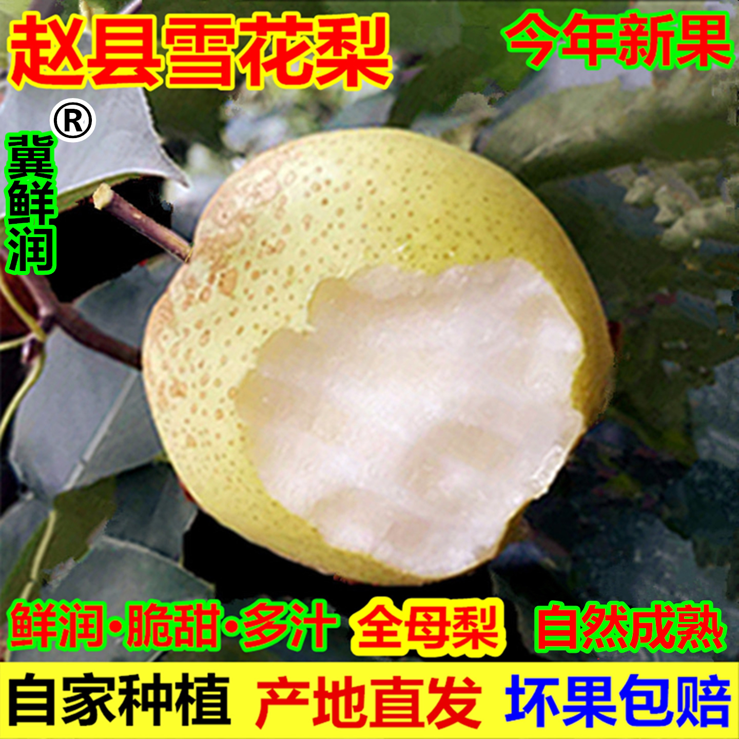 新鲜正宗特级雪花梨赵县产地直发