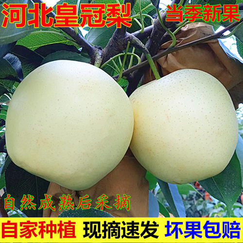 正宗河北皇冠梨二级果新鲜水果包邮赵县特产梨子当季现摘超值大果
