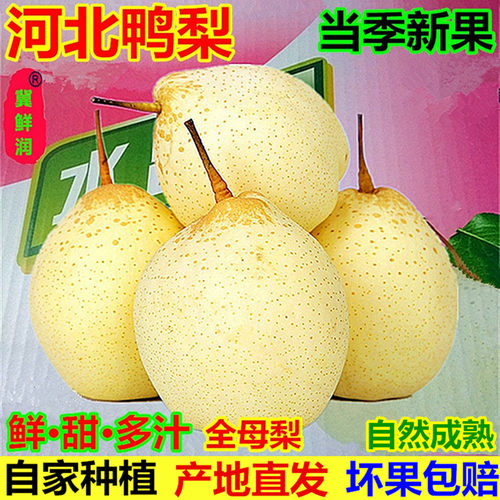 正宗河北大鸭梨当季新鲜产地直发