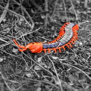 遥控仿真电动昆虫整蛊恶搞恶作剧道具昆虫模型螳螂蟑螂儿童玩具