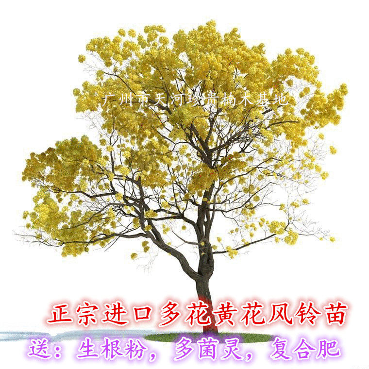 黄花风铃木苗正宗多花黄花风铃树苗庭院楼顶景观树多花风铃木小苗