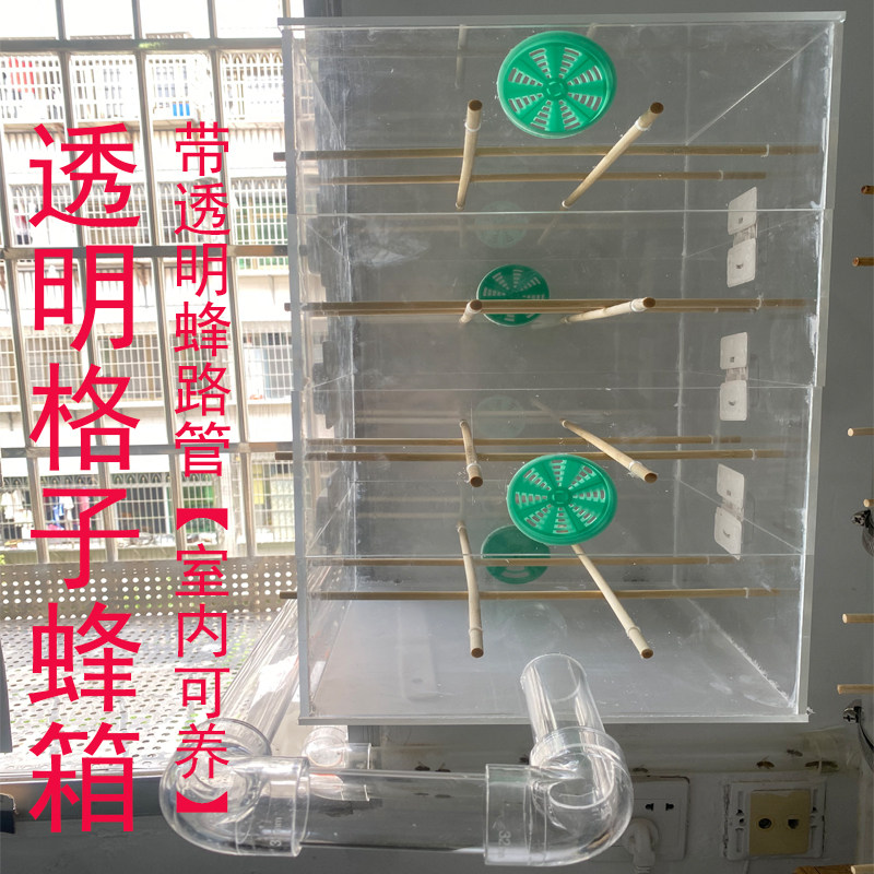 室内养蜂全套多层透明格子蜂箱蜂路管视频直播展示家里观赏蜜蜂