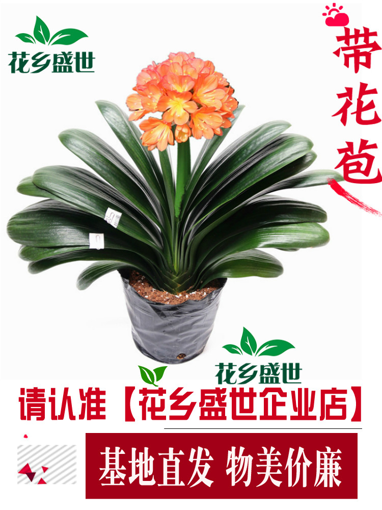 君子兰盆栽精品宽叶圆头和尚彩兰五年大苗带花苞当年开花客厅绿植