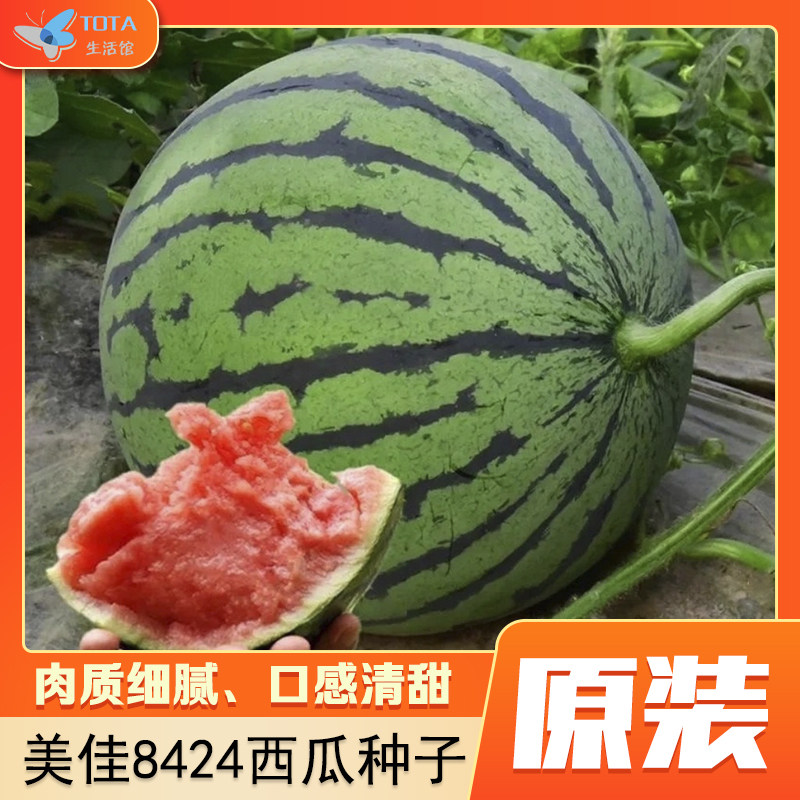 美佳8424麒麟西瓜种子高产早熟杂交一代四季播超甜蔬菜水果种孑籽