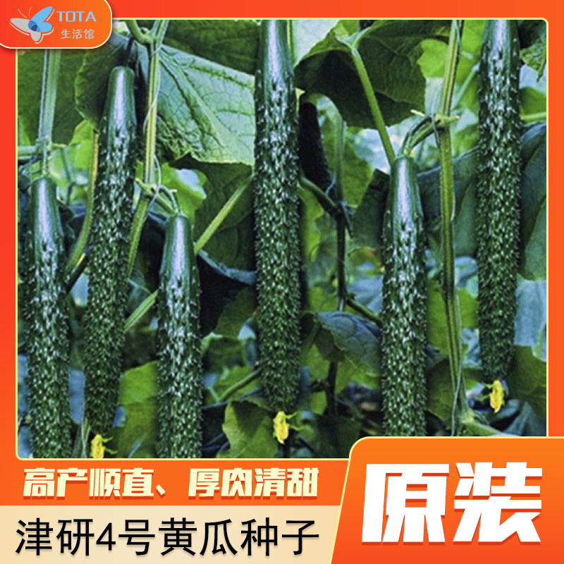 揭美津研四号黄瓜种子高产青瓜种籽四季庭院阳台盆栽大田蔬菜种孑