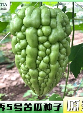 杂交珍珠苦瓜种籽耐热四季可播油绿苦瓜种子庭院大田瓜果蔬菜种孑