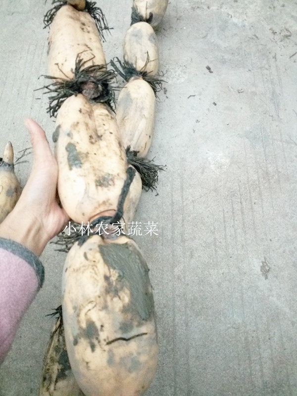 新鲜荷叶莲藕 新鲜带泥莲藕  生态种植 无公害 农家蔬菜500g