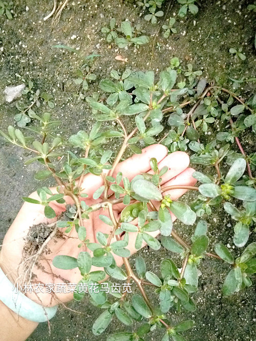 新鲜野生马齿苋野生蚂蚱菜现挖野菜长寿菜马蜂菜五行草500g