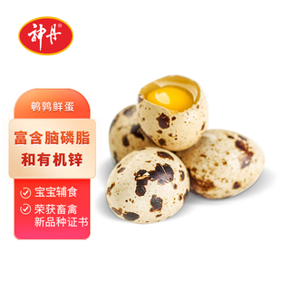 【神丹自营】鲜鹌鹑蛋50枚无抗生素无激素新鲜宝宝孕妇营养辅食