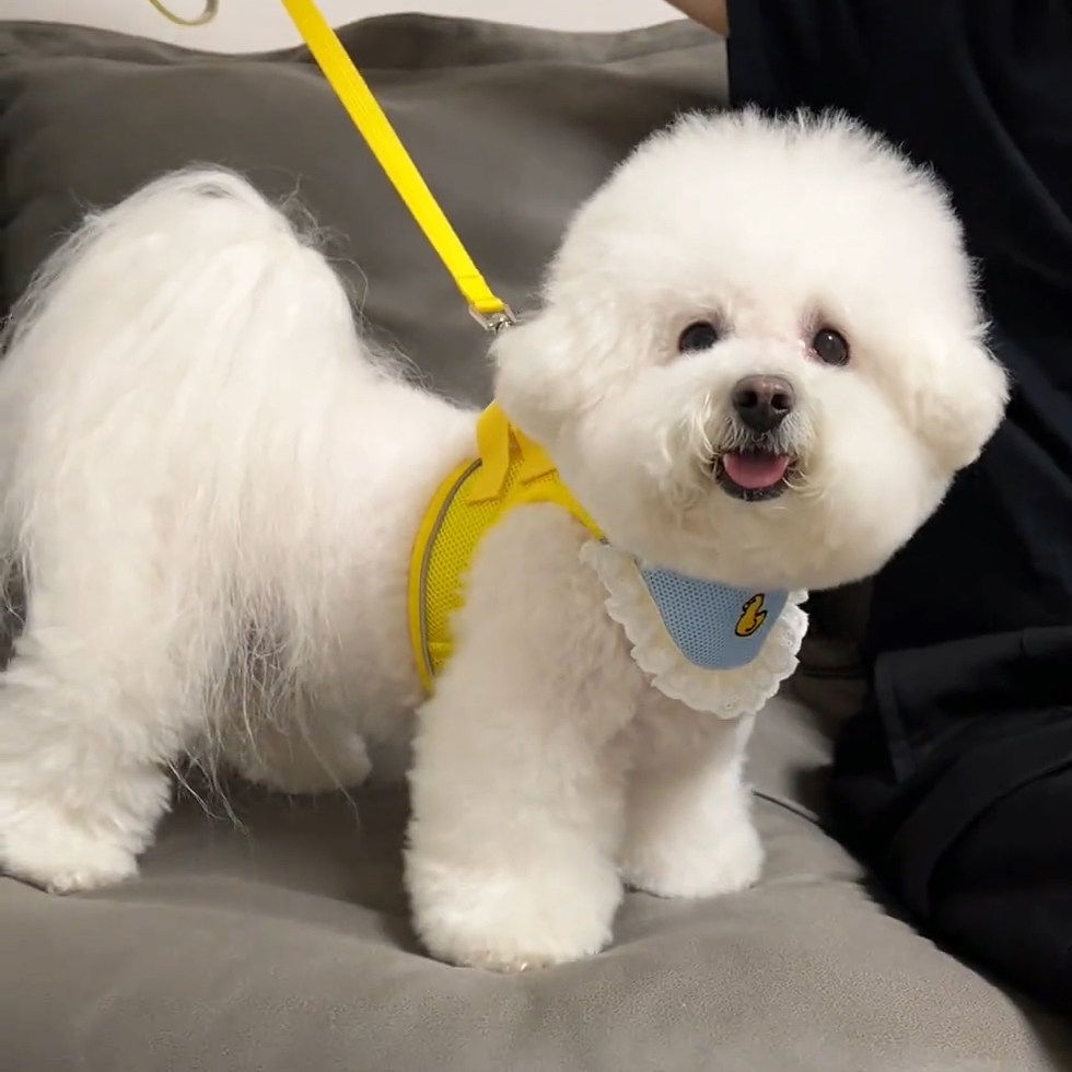 狗狗牵引绳可爱口水巾胸背带中小型柴犬泰迪比熊户外遛狗绳防爆冲图片