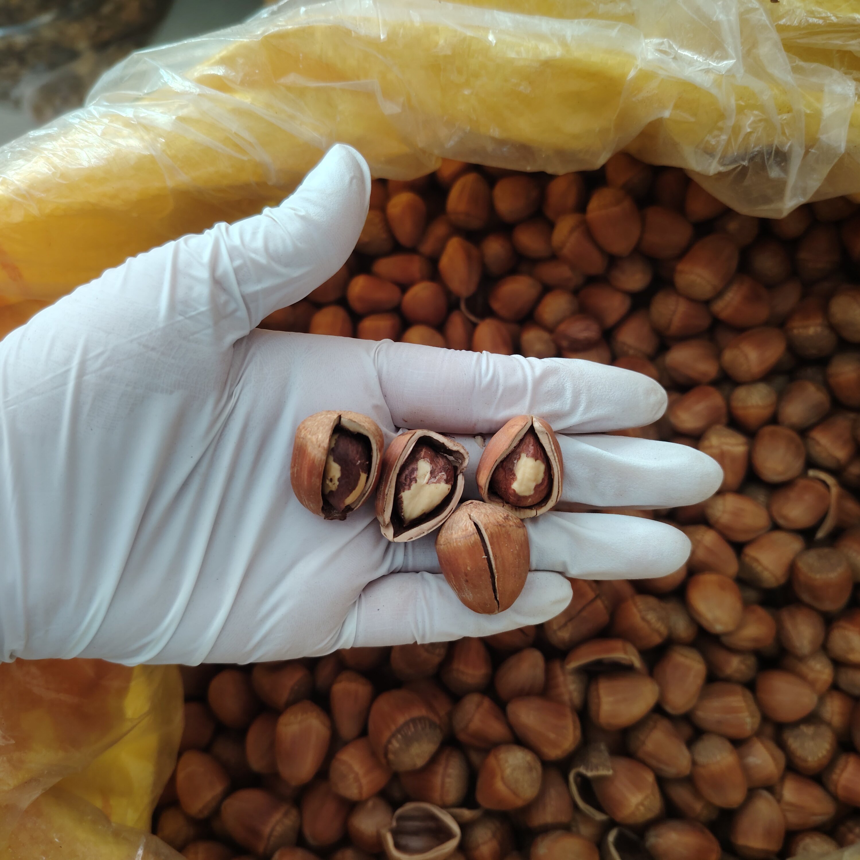 毛榛子东北特产坚果零食薄皮去绿皮手拍大榛子开口大榛子果仁饱满