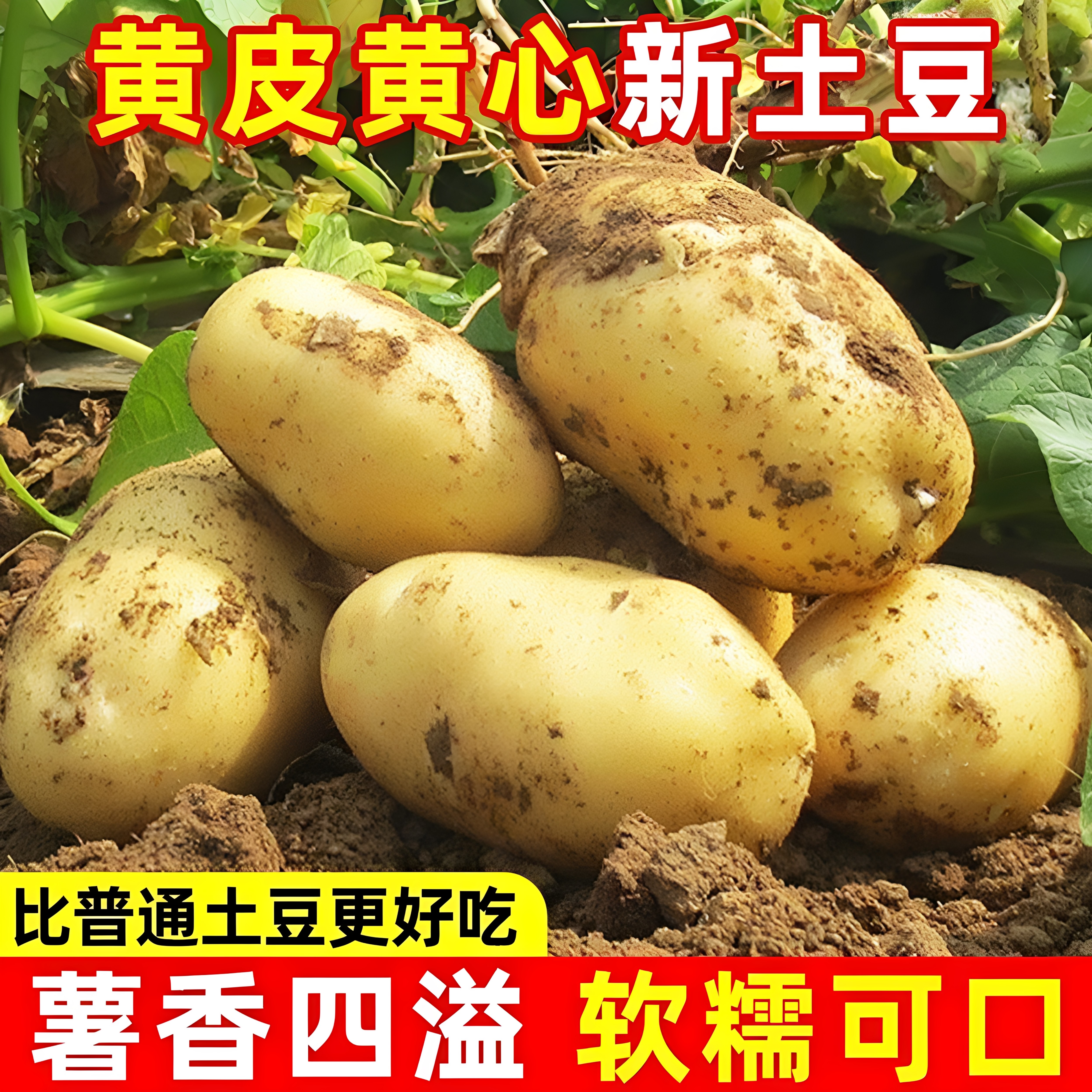 黄心大土豆黄皮软糯香甜洋芋马铃薯现挖农家蔬菜